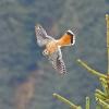 American-Kestrel-in-flight