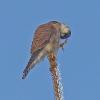 American-Kestrel-scratching