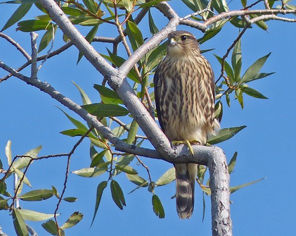 Merlin-Potter-Marsh-August-7
