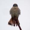 american-kestrel-1