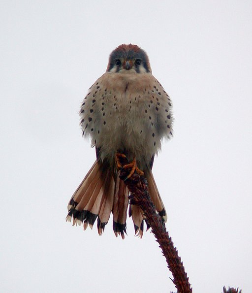 american-kestrel-1