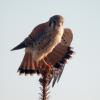 american-kestrel-2