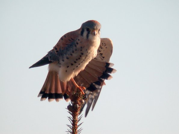 american-kestrel-2