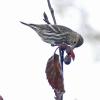 Pine-Siskin-getting-seed-from-alder-cone