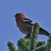 White-winged-Crossbill-male-1