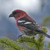 White-winged-Crossbill-male-April-3-Juneau
