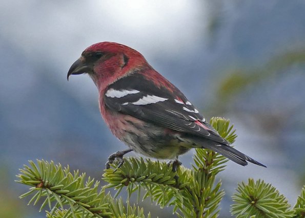 White-winged-Crossbill-male-April-3-Juneau