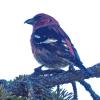 White-winged-Crossbill-male-Juneau-March-23-2015