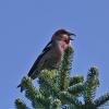 White-winged-Crossbill-male-singing