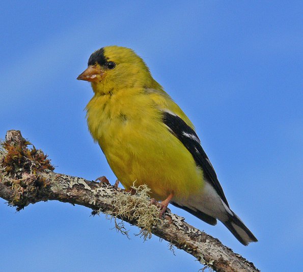 american-goldfinch-male