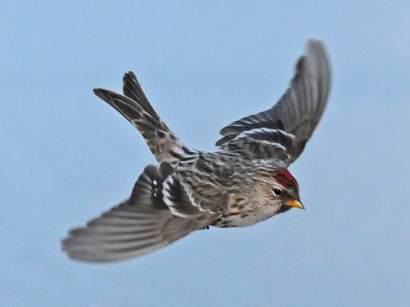 common-redpoll-in-flight-2