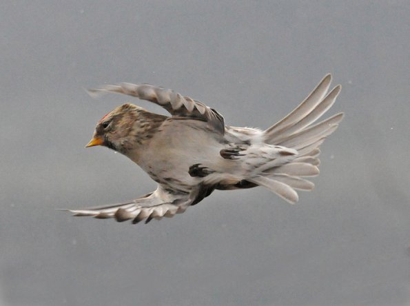 common-redpoll-in-flight-modified