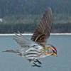 common-redpoll-in-flight-using-cactus
