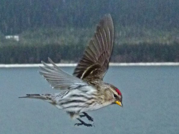 common-redpoll-in-flight-using-cactus