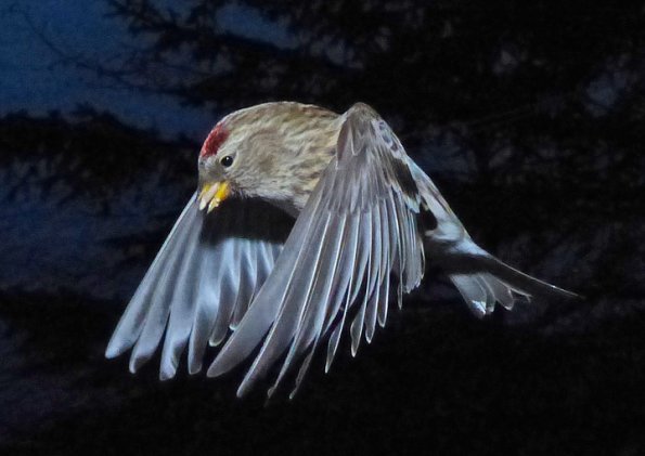 common-redpoll-in-flight