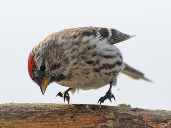 common-redpoll-landing