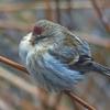 common-redpoll-puffed-out-in-cold-weather