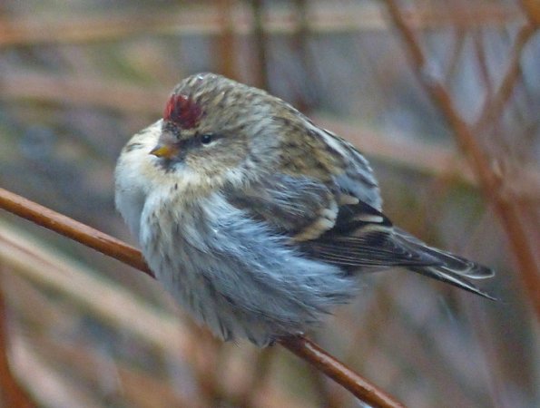common-redpoll-puffed-out-in-cold-weather