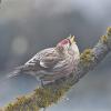 common-redpoll-showing-aggression