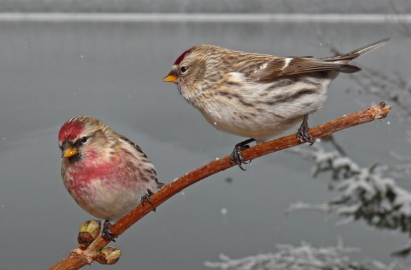 common-redpolls