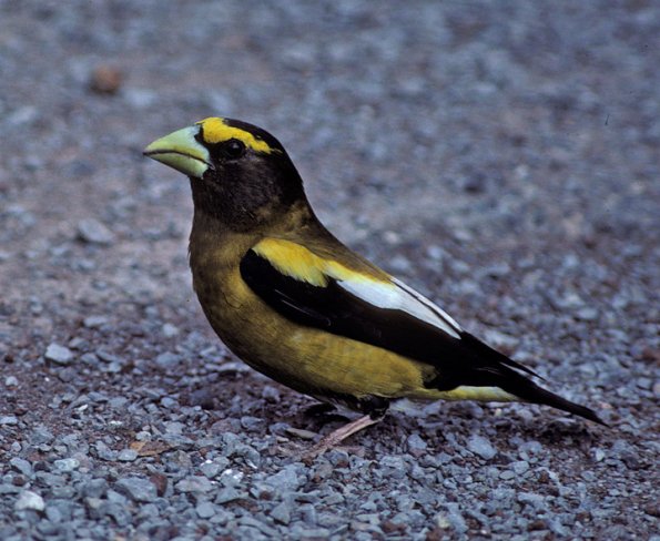 evening-grosbeak-adult-male