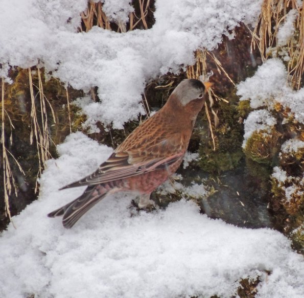 gray-crowned-rosy-finch-feeding