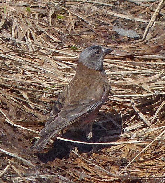 gray-crowned-rosy-finch-gold-ridge-june-9-2013