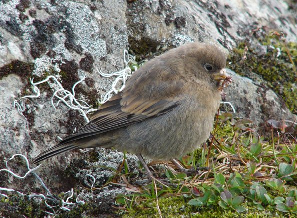 gray-crowned-rosy-finch-juvenile-2