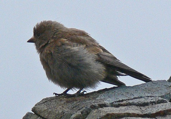 gray-crowned-rosy-finch-juvenile-in-the-alpine