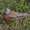 gray-crowned-rosy-finch-male-feeding-in-the-alpine
