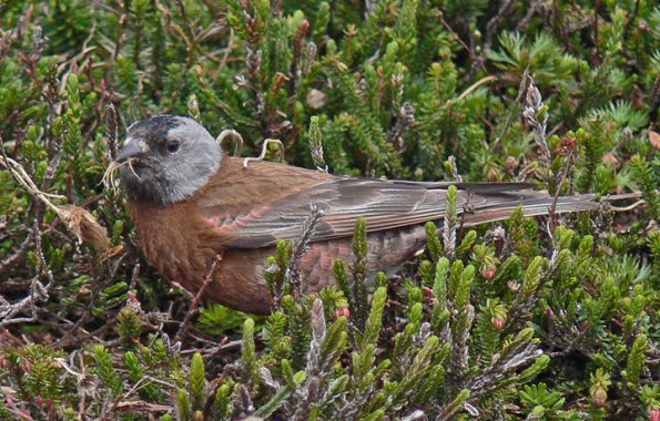 gray-crowned-rosy-finch-male-feeding-in-the-alpine