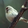 hoary-redpoll