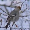 pine-grosbeak-1