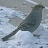pine-grosbeak-2
