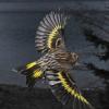 pine-siskin-in-flight-1