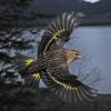 pine-siskin-in-flight-2