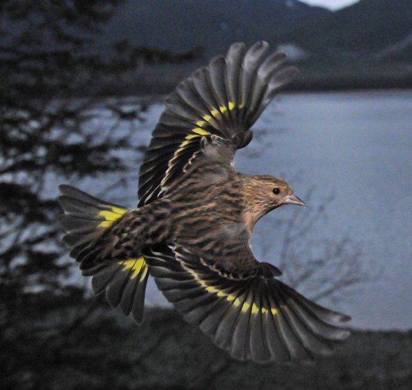 pine-siskin-in-flight-2