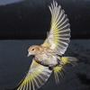 pine-siskin-in-flight-3