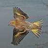 pine-siskin-in-flight-4