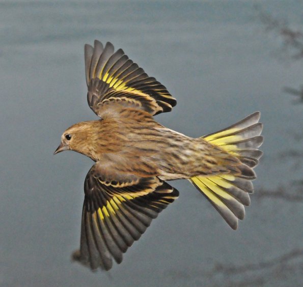 pine-siskin-in-flight-4