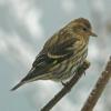 pine-siskin-portrait-3