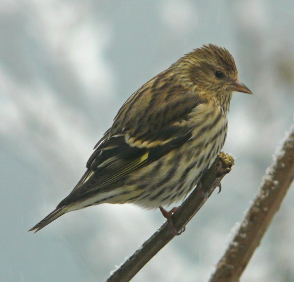 pine-siskin-portrait-3