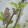 pine-siskin-portrait-5