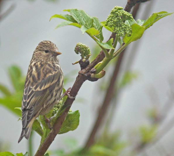 pine-siskin-portrait-5