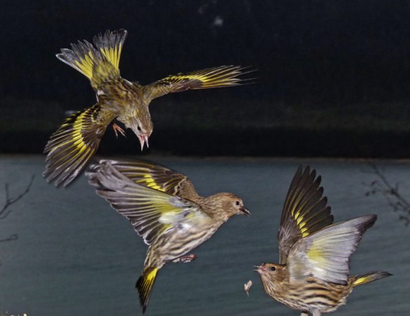 pine-siskins-fighting-caught-in-the-middle