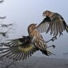 pine-siskins-interacting-2