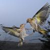 pine-siskins-interacting-3