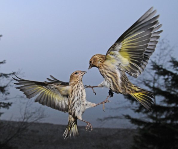 pine-siskins-interacting-3