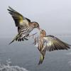 pine-siskins-interacting-4