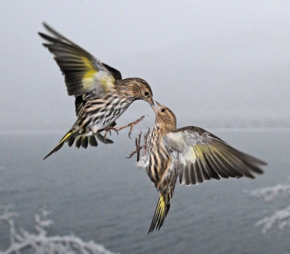pine-siskins-interacting-4